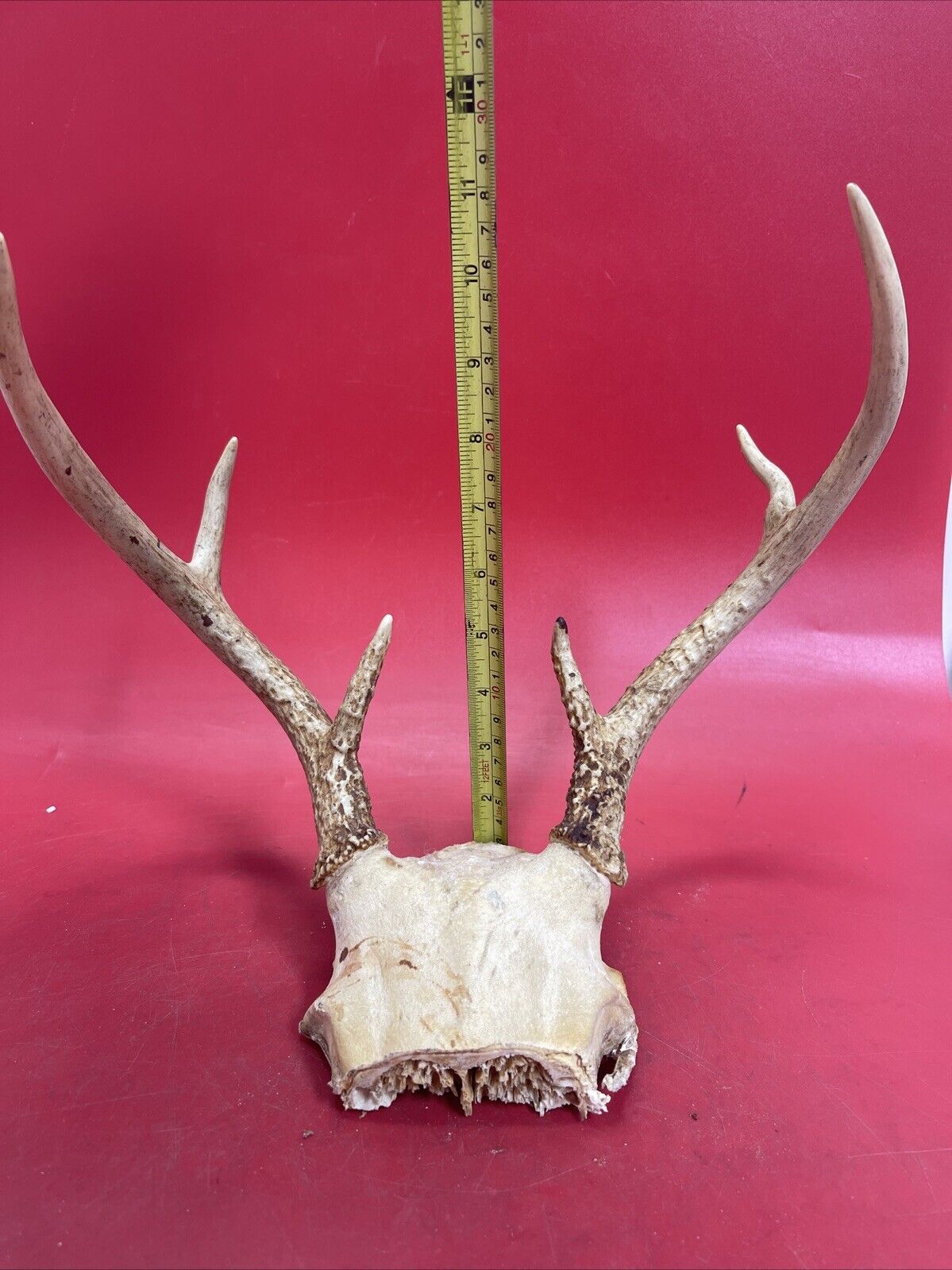 Vintage Antlers White Tailed Deer