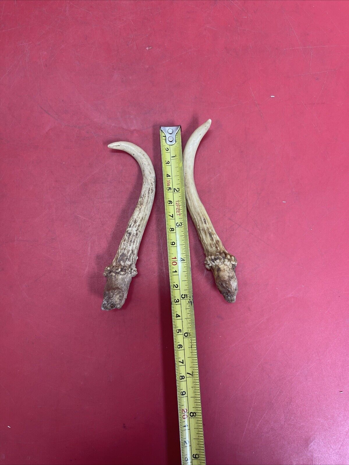 Wild white-tailed deer antlers, decor