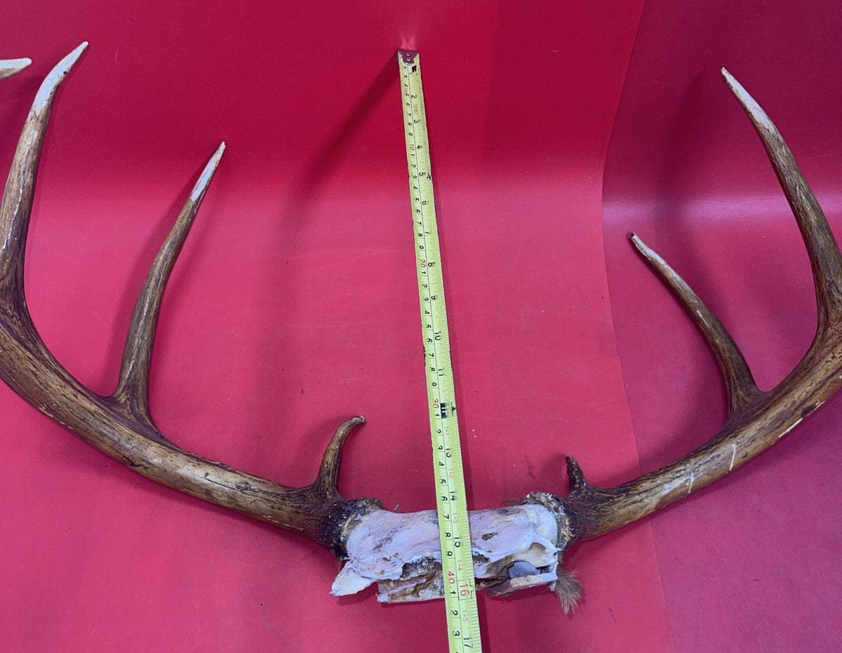Giant Wild 9 Point Wide Heavy Whitetail Rack Skull Taxidermy Antlers