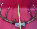 Giant Wild 9 Point Wide Heavy Whitetail Rack Skull Taxidermy Antlers