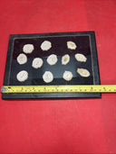 LOT OF 12 DEER ANTLER HORN BUTTONS REPLACEMENT