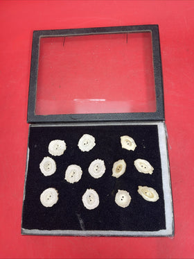 LOT OF 12 DEER ANTLER HORN BUTTONS REPLACEMENT