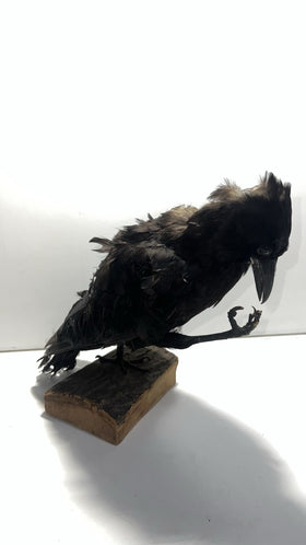 Vintage Taxidermy Crow – Real Mounted Bird – Gothic Decor – Oddities