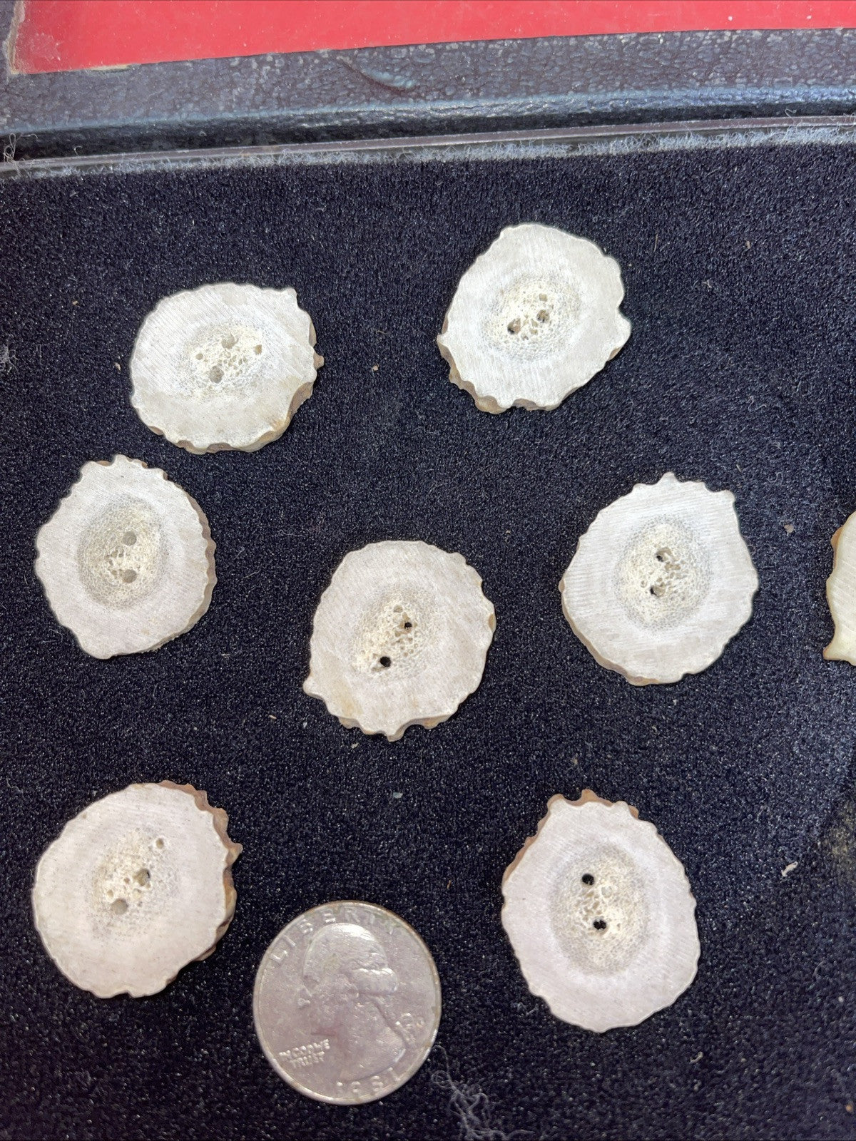 LOT OF 12 DEER ANTLER HORN BUTTONS REPLACEMENT