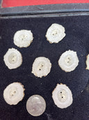 LOT OF 12 DEER ANTLER HORN BUTTONS REPLACEMENT