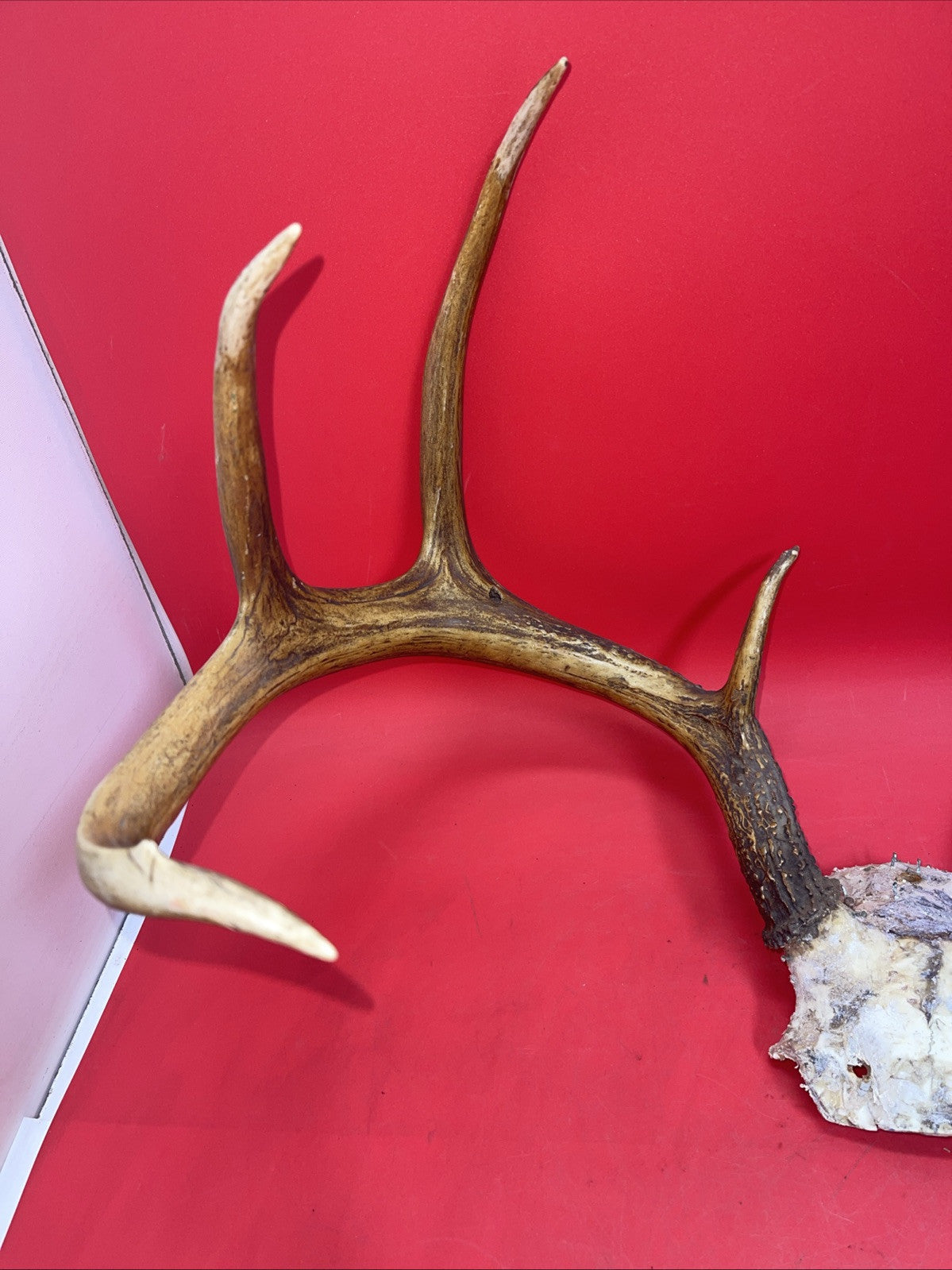 Giant Wild 9 Point Wide Heavy Whitetail Rack Skull Taxidermy Antlers