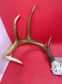 Giant Wild 9 Point Wide Heavy Whitetail Rack Skull Taxidermy Antlers