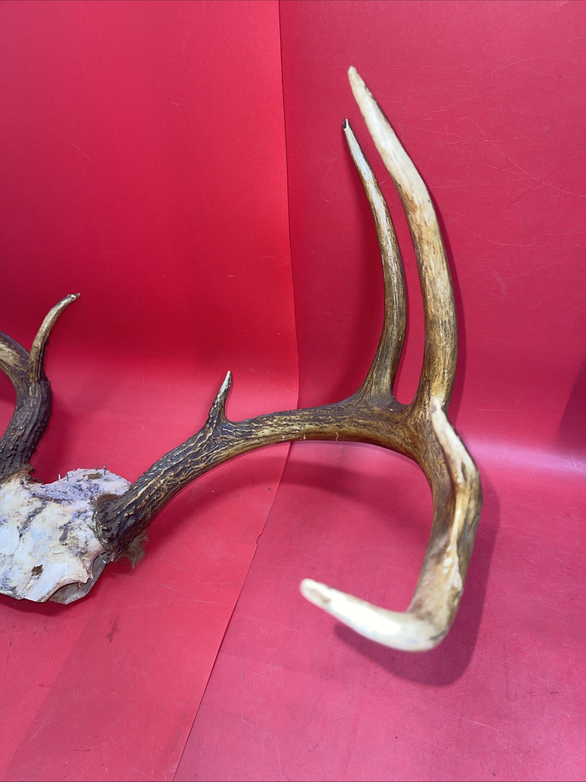 Giant Wild 9 Point Wide Heavy Whitetail Rack Skull Taxidermy Antlers