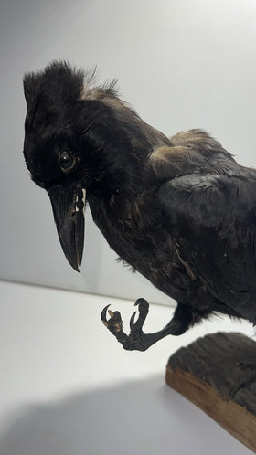 Vintage Taxidermy Crow – Real Mounted Bird – Gothic Decor – Oddities