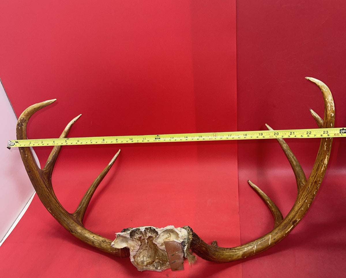 Giant Wild 9 Point Wide Heavy Whitetail Rack Skull Taxidermy Antlers