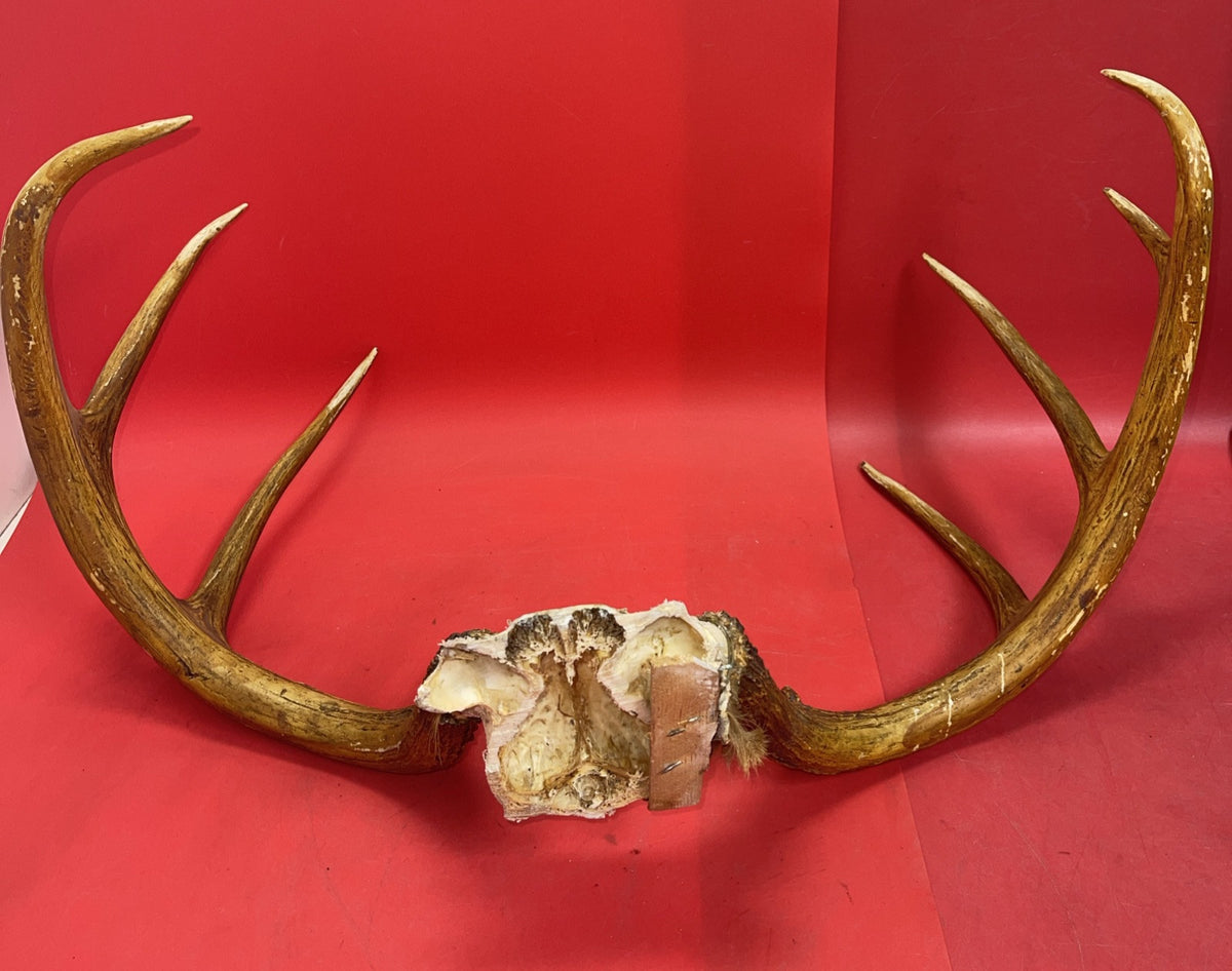 Giant Wild 9 Point Wide Heavy Whitetail Rack Skull Taxidermy Antlers