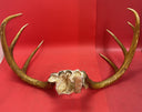 Giant Wild 9 Point Wide Heavy Whitetail Rack Skull Taxidermy Antlers