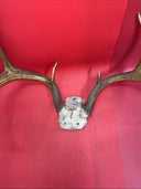 Giant Wild 9 Point Wide Heavy Whitetail Rack Skull Taxidermy Antlers