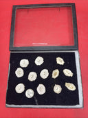 LOT OF 12 DEER ANTLER HORN BUTTONS REPLACEMENT