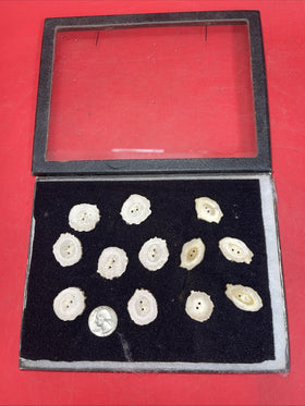 LOT OF 12 DEER ANTLER HORN BUTTONS REPLACEMENT