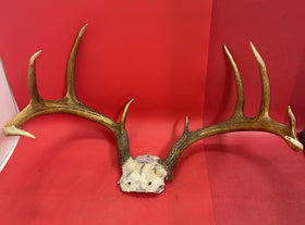 Giant Wild 9 Point Wide Heavy Whitetail Rack Skull Taxidermy Antlers