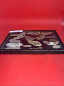 Native American Artifacts Lot 19 w/ Frame Arrowheads Collection 12”x8” Frame #16
