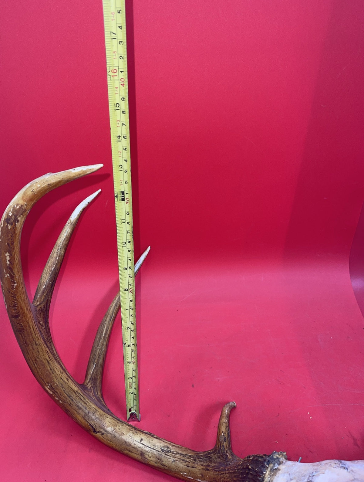 Giant Wild 9 Point Wide Heavy Whitetail Rack Skull Taxidermy Antlers