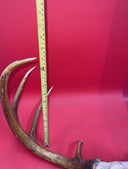 Giant Wild 9 Point Wide Heavy Whitetail Rack Skull Taxidermy Antlers