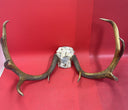 Giant Wild 9 Point Wide Heavy Whitetail Rack Skull Taxidermy Antlers
